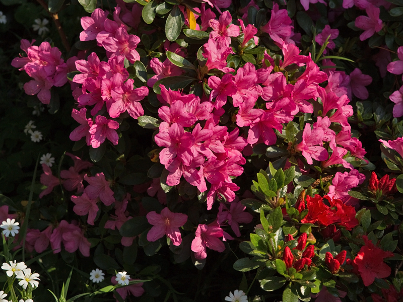 Rhododendron tsutsusi Azaleas Azalea